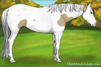 Horse Color:Bay Dun Sabino Splash Tobiano 