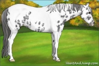 Horse Color:Black Ice Tobiano Appaloosa 