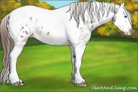 Horse Color:Brown Ice Splash Tobiano Appaloosa