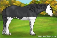 Horse Color:Black Splash
