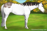 Horse Color:Bay Ice Sabino Splash