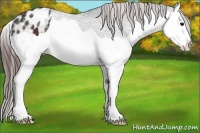 Horse Color:Brown Ice Splash Appaloosa 