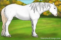 Horse Color:Buckskin Dun Sabino Splash Snowcap 