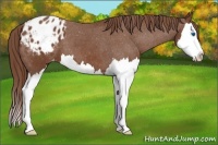 Horse Color:Chestnut Sabino Splash Blanket 
