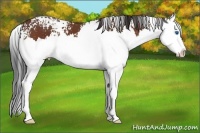 Horse Color:White Spotted Bay Splash 