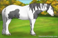 Horse Color:Black Splash Tobiano Appaloosa 