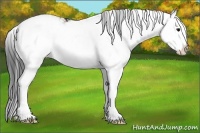 Horse Color:Bay Sabino Splash Appaloosa Rabicano 