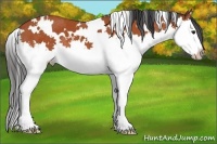 Horse Color:White Spotted Bay Splash