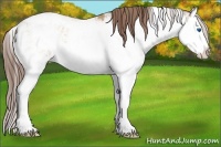 Horse Color:Amber Champagne Sabino Splash Appaloosa Rabicano 