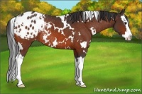 Horse Color:White Spotted Bay Splash Appaloosa Rabicano 