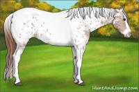 Horse Color:Chestnut Ice Splash Tobiano Appaloosa Rabicano 