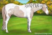 Horse Color:Chestnut Splash Tobiano Varnish Rabicano