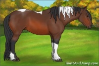 Horse Color:Bay Tobiano 