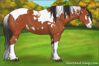 Horse Color:White Spotted Bay Splash Tobiano 