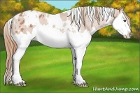 Horse Color:White Spotted Chestnut Splash Varnish 