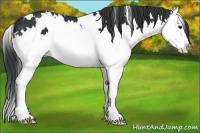 Horse Color:White Spotted Black Splash