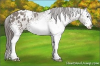 Horse Color:White Spotted Grullo Splash Varnish 