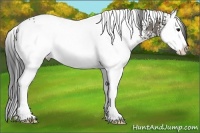 Horse Color:White Spotted Smoky Grullo Splash 