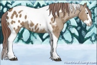 Horse Color:Bay Dun Sabino Splash Tobiano Appaloosa 