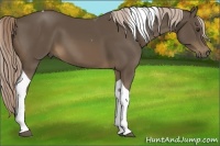 Horse Color:Chocolate Palomino Tobiano 