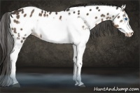 Horse Color:Liver Chestnut Sabino Splash Frame Appaloosa