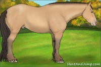 Horse Color:Amber Champagne 