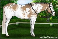 Horse Color:White Spotted Chocolate Palomino 