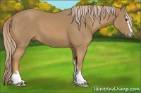 Horse Color:Palomino Sabino 