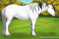 Horse Color:White Spotted Black Splash Tobiano