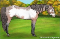 Horse Color:Brown Roan Frame Appaloosa 