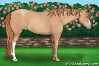 Horse Color:Gold Champagne 