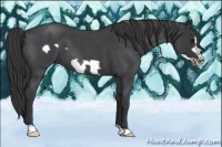 Horse Color:Blue Roan Frame 