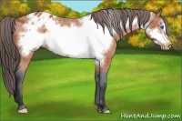 Horse Color:Bay Roan Frame Appaloosa