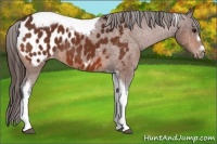 Horse Color:Bay Tobiano Frame Appaloosa