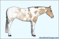 Horse Color:White Spotted Amber Cream Champagne Tobiano Rabicano 