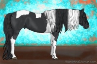Horse Color:Black Tobiano