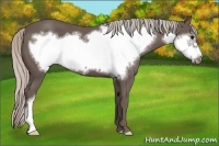 Horse Color:Silver Black Frame 