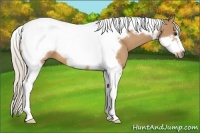 Horse Color:Silver Buckskin Tobiano Frame