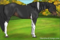 Horse Color:Liver Chestnut Tobiano