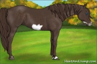 Horse Color:Liver Chestnut Frame 