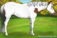 Horse Color:White Spotted Bay Splash Tobiano Frame 