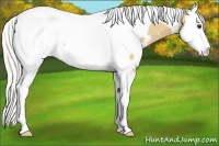 Horse Color:White Spotted Silver Buckskin Splash Tobiano