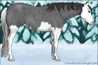 Horse Color:Smoky Blue Roan Splash