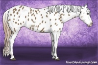 Horse Color:Liver Red Dun Appaloosa 