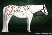 Horse Color:Liver Red Dun Appaloosa