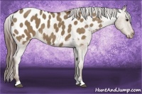 Horse Color:Liver Red Dun Appaloosa 