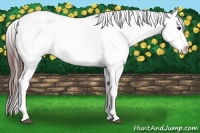 Horse Color:Bay Dun Appaloosa 
