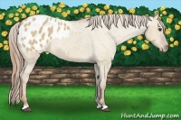 Horse Color:Red Dun Appaloosa 