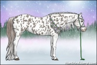 Horse Color:Grullo Appaloosa