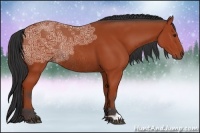 Horse Color:Bay Ice Rabicano